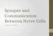 Synapse and Communication Between Nerve Cells