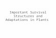 Important Survival Structures and Adaptations in Plants