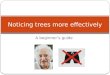 Noticing trees more effectively