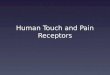 Human Touch and Pain Receptors