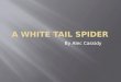 A white tail spider