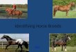 Identifying Horse Breeds