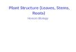 Plant Structure (Leaves, Stems, Roots)