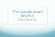 The Upside-down Jellyfish