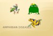 Amphibian Diseases