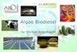 Algae Biodiesel