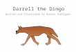 Darrell the Dingo