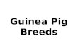Guinea Pig Breeds