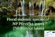 Floral endemic species of   NP Plitvička jezera  (NP Plitvice lakes)