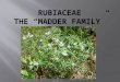 Rubiaceae The “Madder Family”