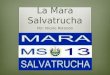 La Mara  Salvatrucha