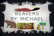 Beavers By: Michael