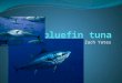 The bluefin tuna