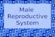 Male  Reproductive System