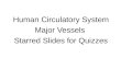 Human Circulatory System Major Vessels  Starred Slides for Quizzes