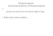 Photoreception:  Functional Anatomy of Photoreceptors