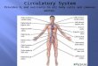 Circulatory System Provides O 2  and nutrients to all body cells and removes wastes