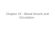 Chapter  19  –  Blood Vessels and Circulation