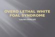 Overo  Lethal White Foal Syndrome
