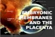 Embryonic Membranes and the Placenta