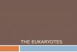 The Eukaryotes