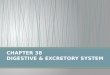 CHAPTER 38  DIGESTIVE & EXCRETORY SYSTEM