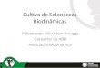 Cultivo de Solanáceas Biodinâmicas