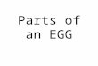 Parts of an EGG