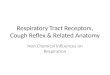 Respiratory Tract Receptors, Cough Reflex & Related Anatomy