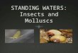 STANDING WATERS: Insects and  M olluscs