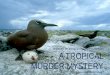 CHAPTER 12   EVOLUTION AND EXTINCTION A TROPICAL MURDER MYSTERY Finding the missing birds of Guam