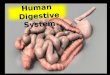 Human Digestive  S ystem