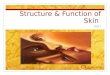 Structure & Function of Skin