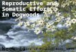 Reproductive and  Somatic Effort  in Dogwoods Week II