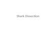Shark Dissection