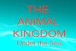 THE  ANIMAL  KINGDOM Under the Sea