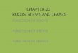 CHAPTER 23  ROOTS, STEMS AND LEAVES