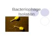 Bacteriophage Isolation
