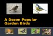 A Dozen Popular Garden Birds