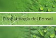 Fitopatologia del Bonsai