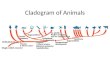 Cladogram  of Animals