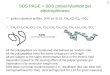 SDS PAGE = SDS polyacrylamide gel electrophoresis