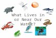 What Lives in or Near Our Water?