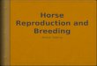 Horse Reproduction and Breeding