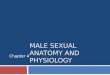 Male Sexual Anatomy and Physiology