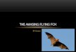 the  amasing  flying fox