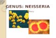 GENUS: NEISSERIA
