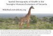 Spatial Demography of Giraffe in the  Tarangire-Manyara  Ecosystem of Tanzania