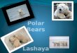 Polar  Bears Lashaya