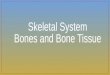 Skeletal System Bones and Bone Tissue